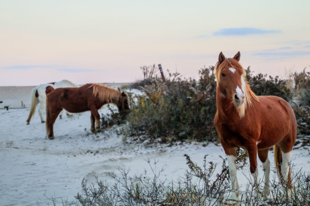 Camping Near Assateague Island Campspot Camp Guide