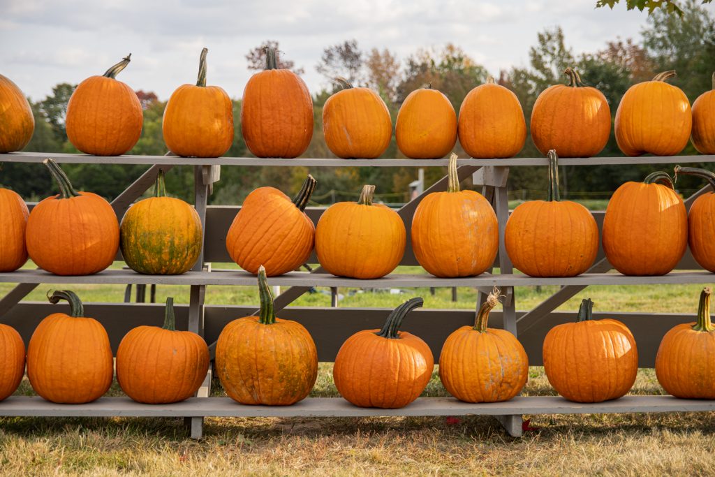 Rows of pumpkins at Treworgy Family Orchards in Hermon, Maine.