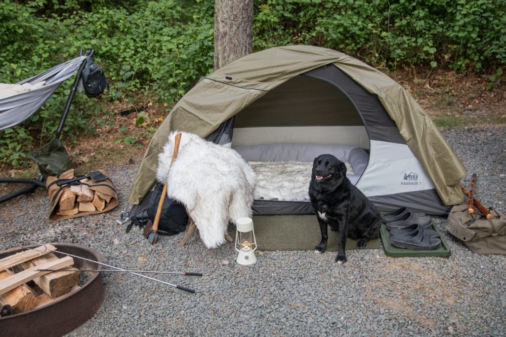 A dog sits outside of a tent with Paw.com rugs surrounding her.