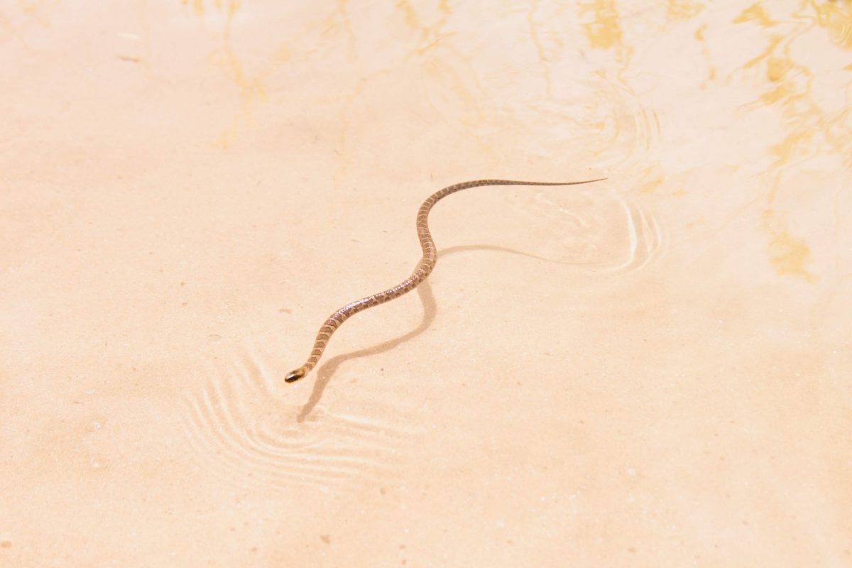 A water snake in Lake Michigan at Fisherman's Island State Park in Northern Michigan.