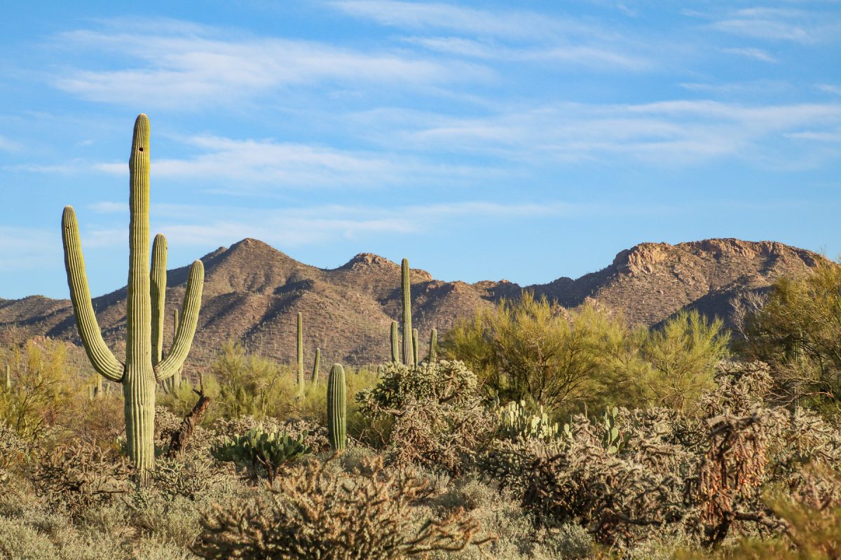 Saguaro cactus surrounded by desert cholla and mountains at Saguaro National Park in Arizona.