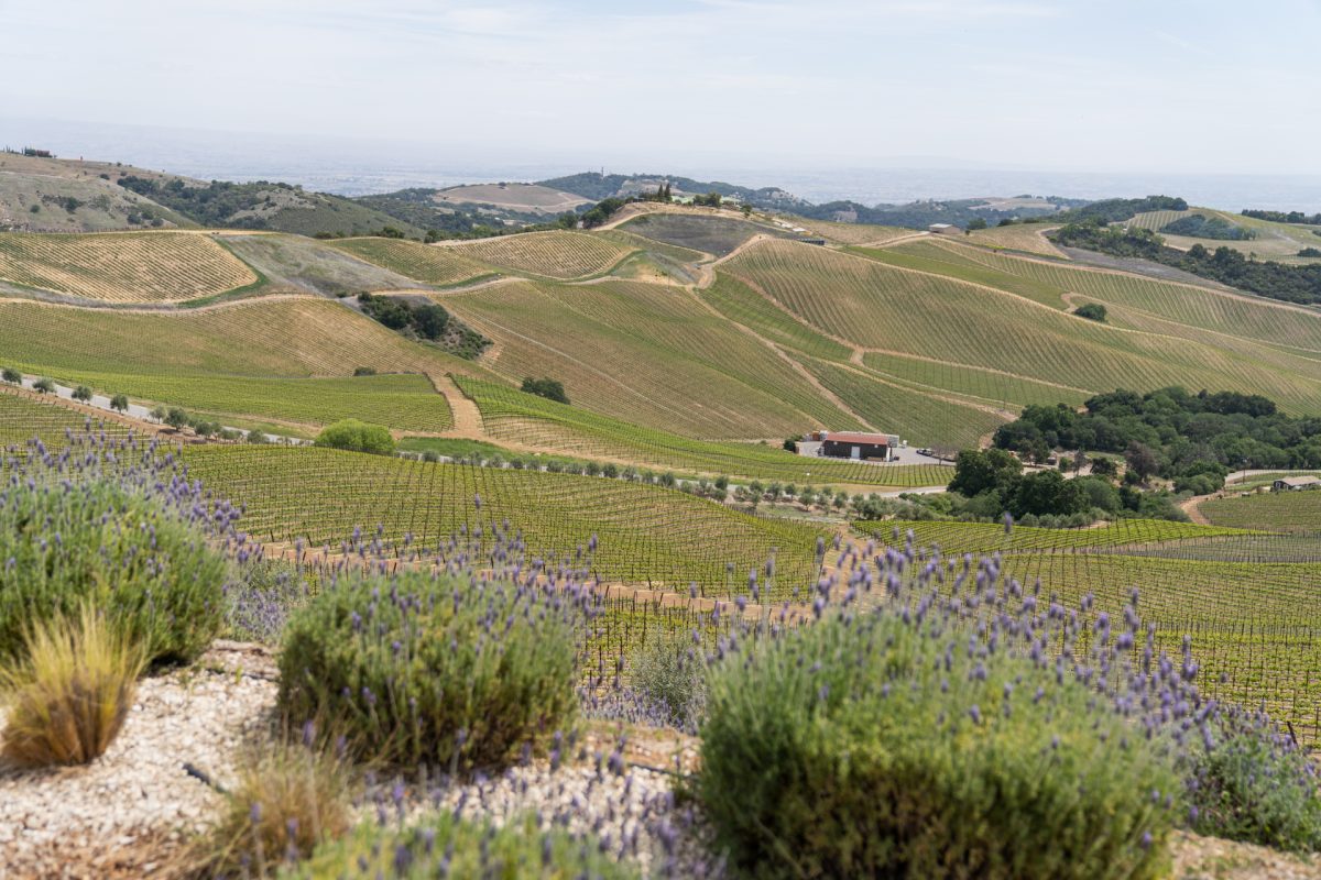 The rolling hills outside of Dauo Vineyards in Paso Robles, California.