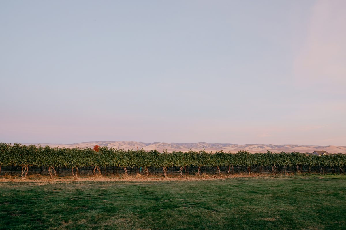Walla Walla's "Blues" during the sunset with rows of grapes in front.