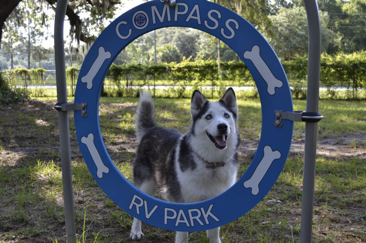 A dog at Compass RV Resort in St. Augustine, Florida