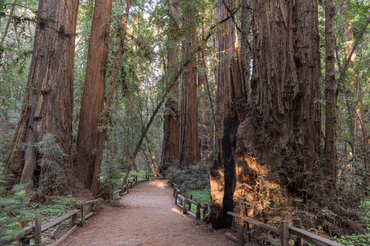 Redwood Grove Loop Trail in Henry Cowell Redwoods State Park near Santa Cruz, California.