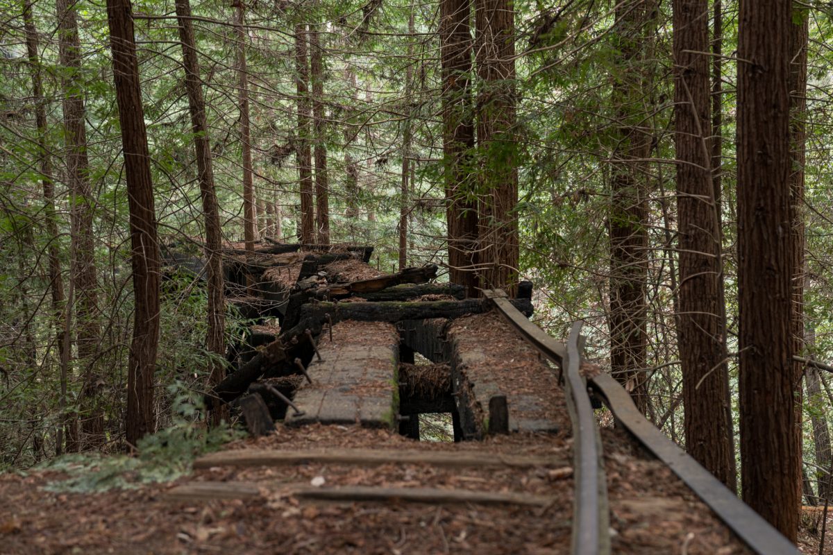 Abandoned railroad tracks in the Roaring Camp Loop Trail in Henry Cowell Redwoods State Park near Santa Cruz, California.