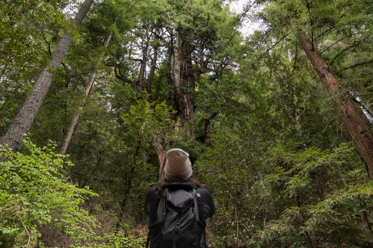 A hiker snaps a picture of an enormous Redwood along the Roaring Camp Loop Trail in Henry Cowell Redwoods State Park near Santa Cruz, California.
