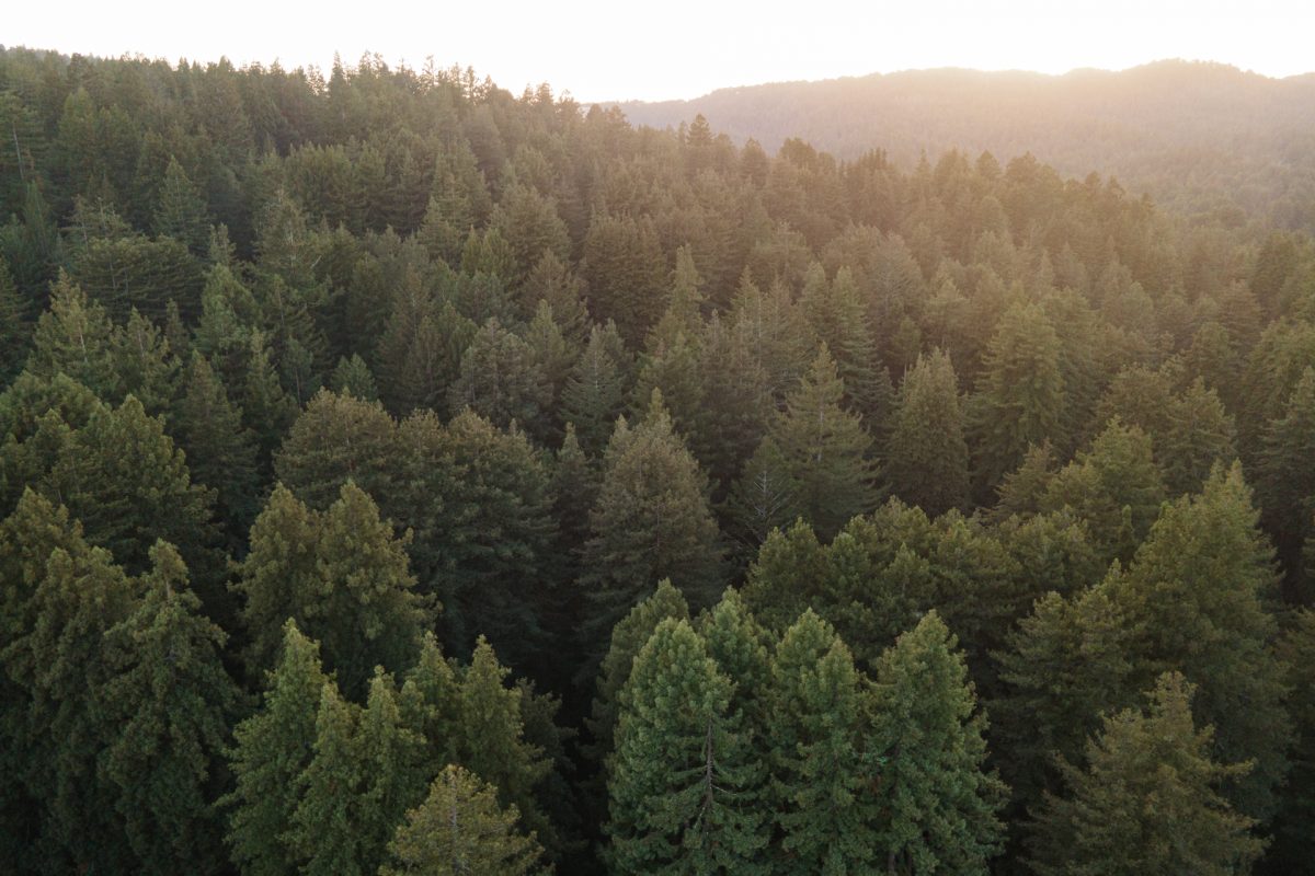 Hævde fordom Dekan 13 Things to Do: Santa Cruz Redwoods and Coast - Campspot Camp Guide