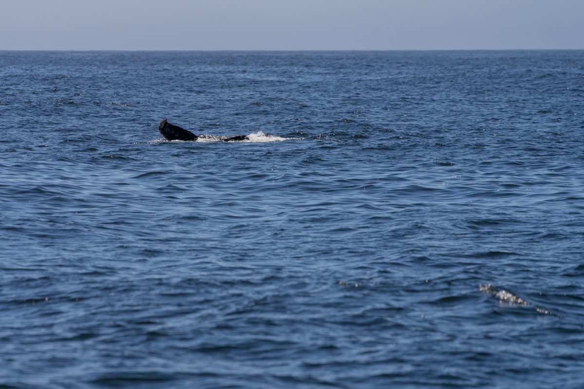 The tail of a humpback whale in Monterey Bay near Santa Cruz, California.