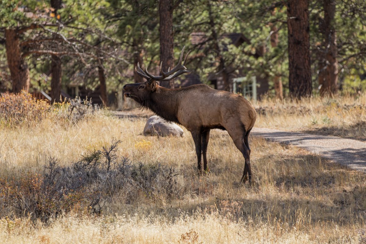 An elk walking through a developed area of Rocky Mountain National Park in Colorado. 