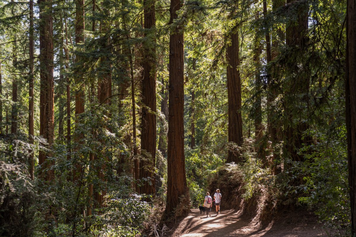 Two hikers walking with their dog in the redwoods.
