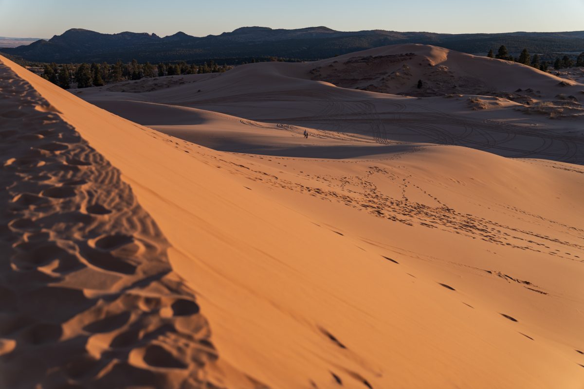 The bright dunes at Coral Pink Sand Dunes State Park during sunset. The park is located just outside of Kanab, Utah.