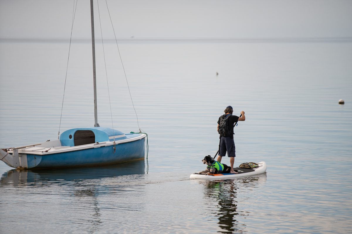 A man paddle boarding with his dog who is wearing a life-vest. When camping with dogs, research dog-friendly activities to do.