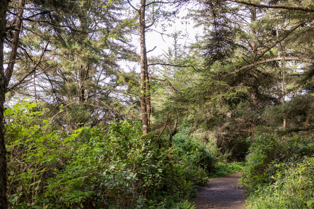 The green and lush landscape on the Cape Arago Trail in Coos Bay, Oregon.