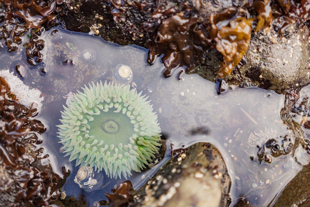 Sea creatures can be spotted during the low tide at Norton Gulch near Coos Bay, Oregon.
