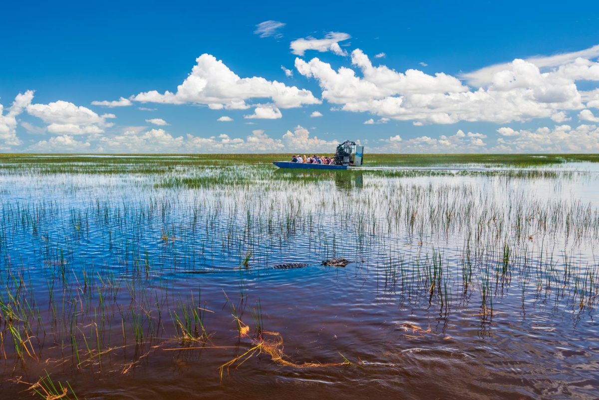 Airboat full of people floats in marshland with an alligator nearby.