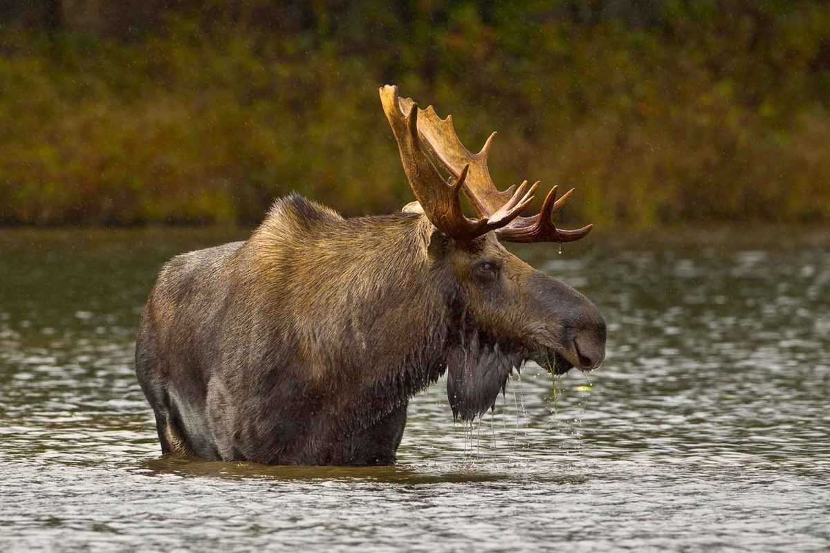A bull moose wades through the water, a profile of his antlers visible.
