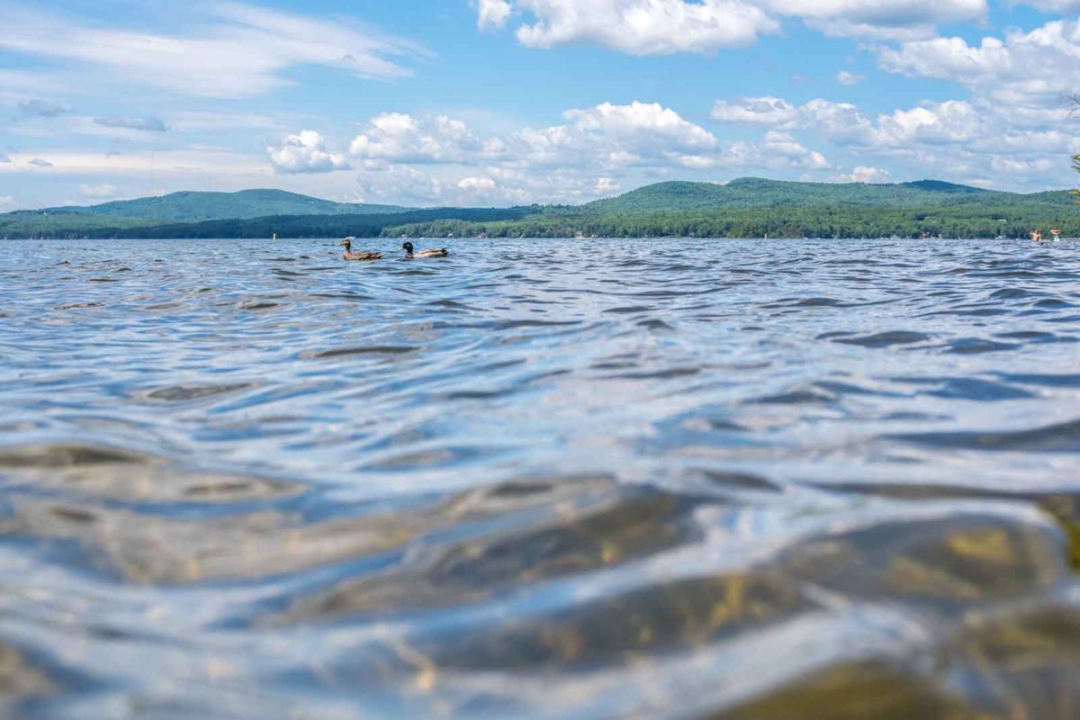 View of Sebago Lake in Maine. A fun fact about Maine is that Sebago Lake is the deepest. Two ducks swim on top of the blue water with tree-covered hills in the background. 