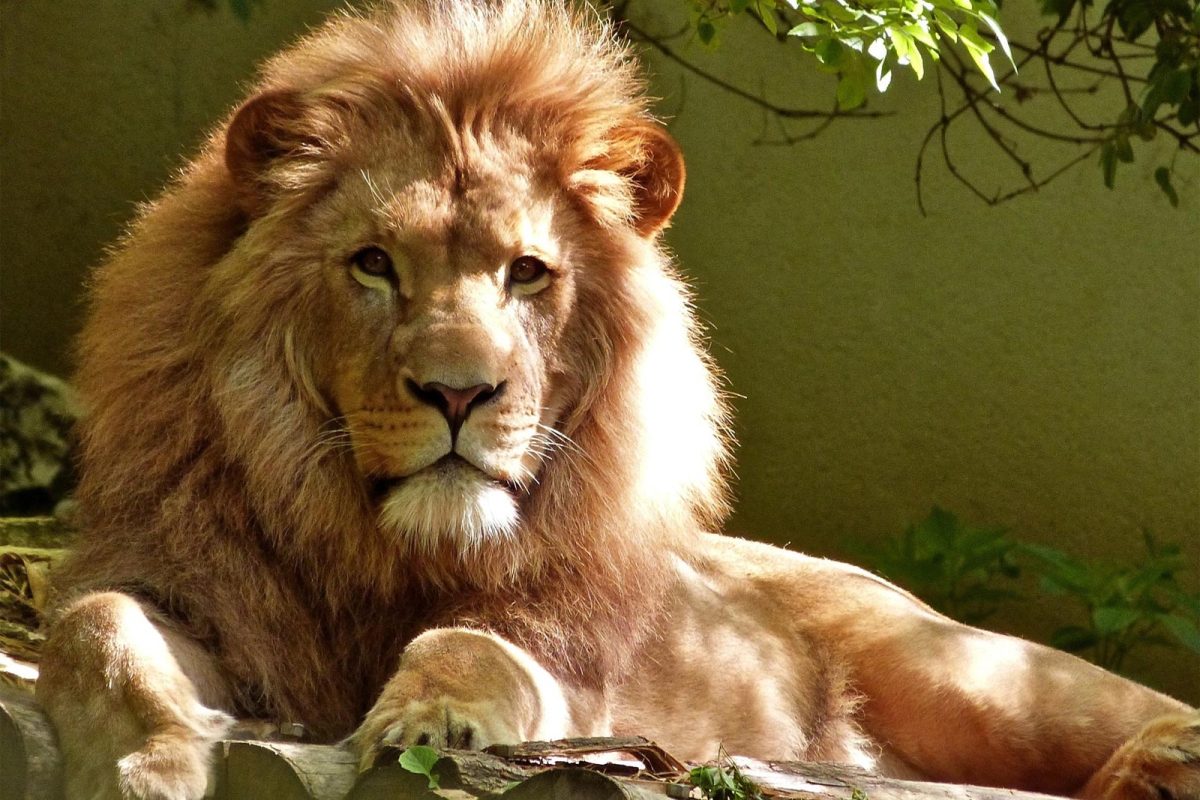 A lion looks at the camera straight on while sitting. 