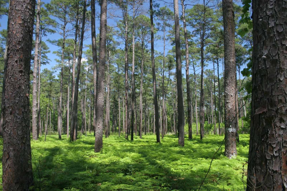 Green foliage covers the ground between the trees at Sam Houston National Forest. 