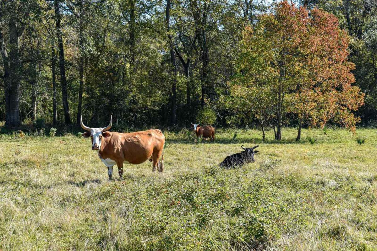 Three longhorn cattle in a green pasture outside of Houston, Texas. 