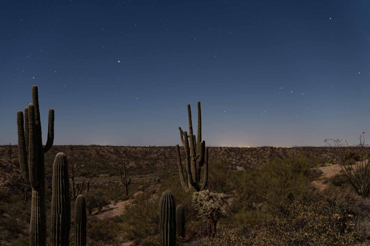 A desert landscape covered in cactus and a darkening night sky with visible stars. 