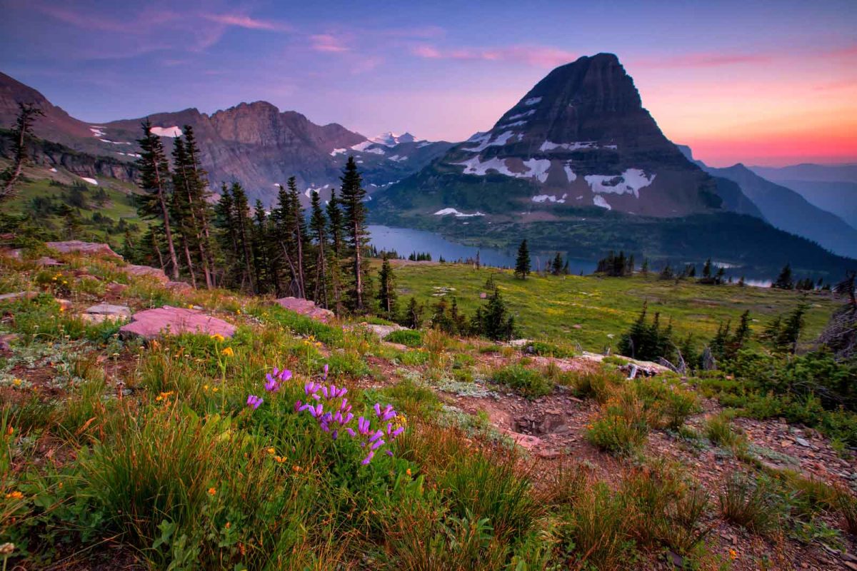 Purple flowers on a green hillside, with a mountain and sunset in visible in the distance at Glacier National Park. 