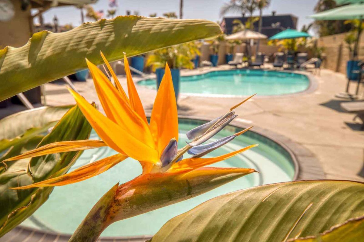 A birds of paradise in front of a hot tub and pool. 