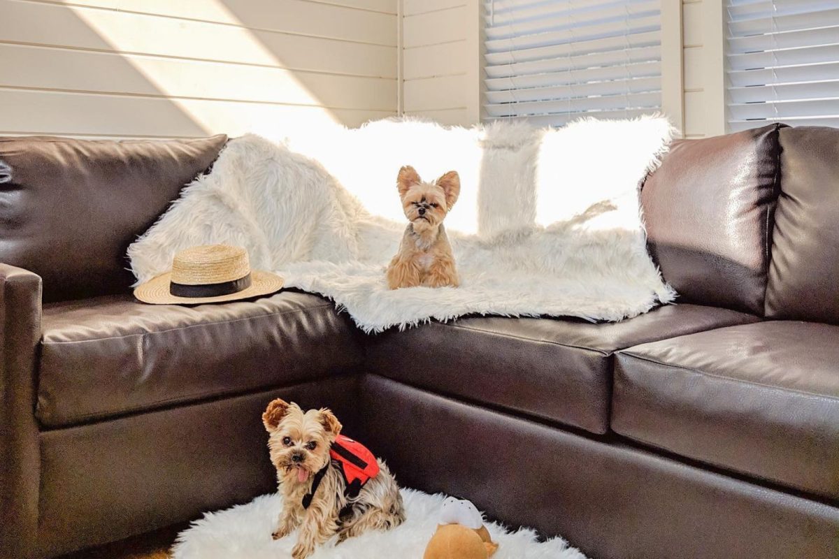Two small dogs sit on white rugs on and in front of a couch in a cabin at Verde Ranch RV Resort. 