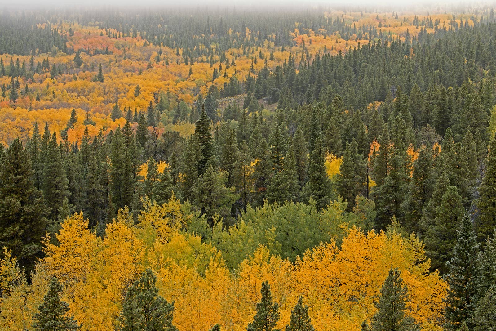 The 10 Best Campgrounds for Colorado Leaf Peeping Campspot Camp Guide