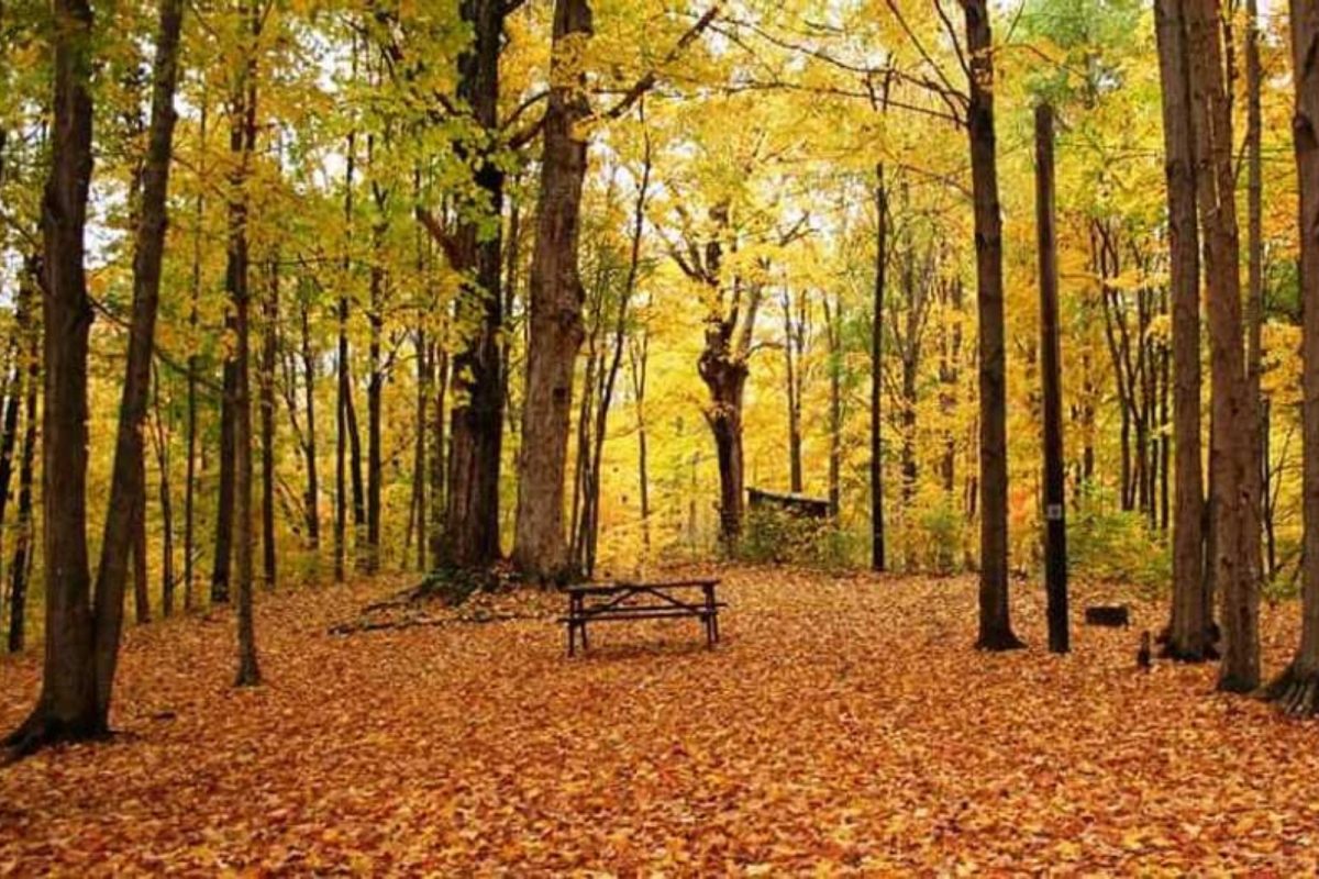 picnic table among trees covered in fall leaf colors