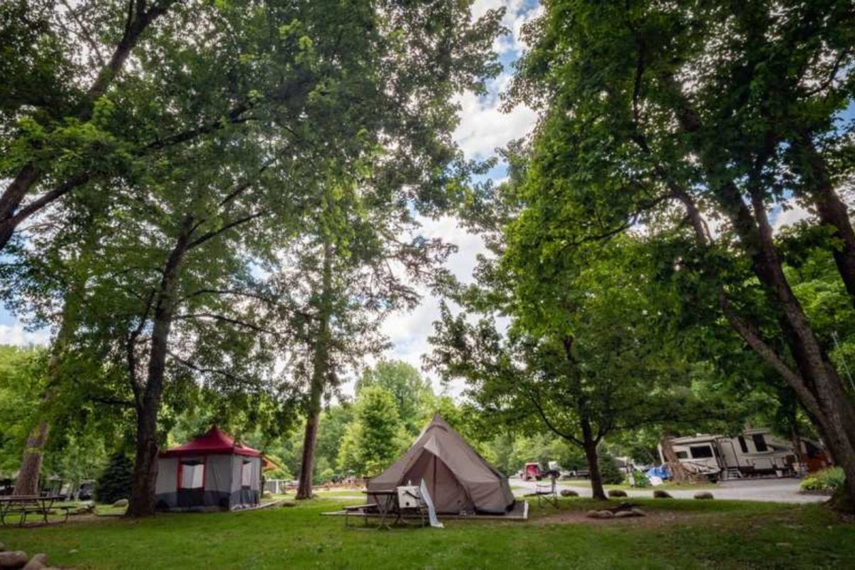 tents underneath tall trees at Greenbrier Campground