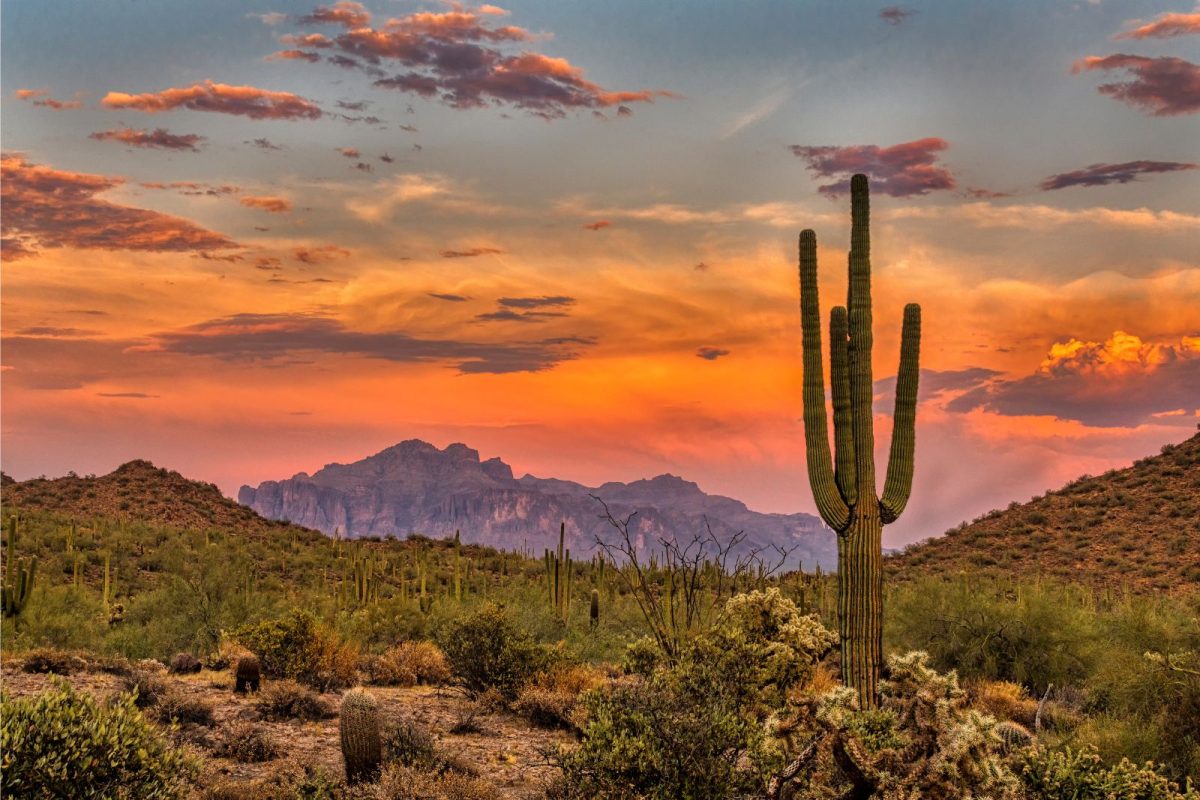cactus in Sonoran Desert at sunset
