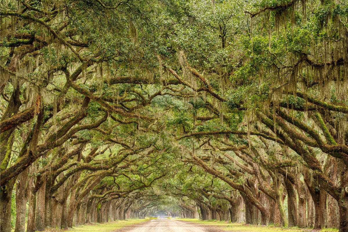 tunnel of live oaks at one of best places to camp, Savannah, Georgia