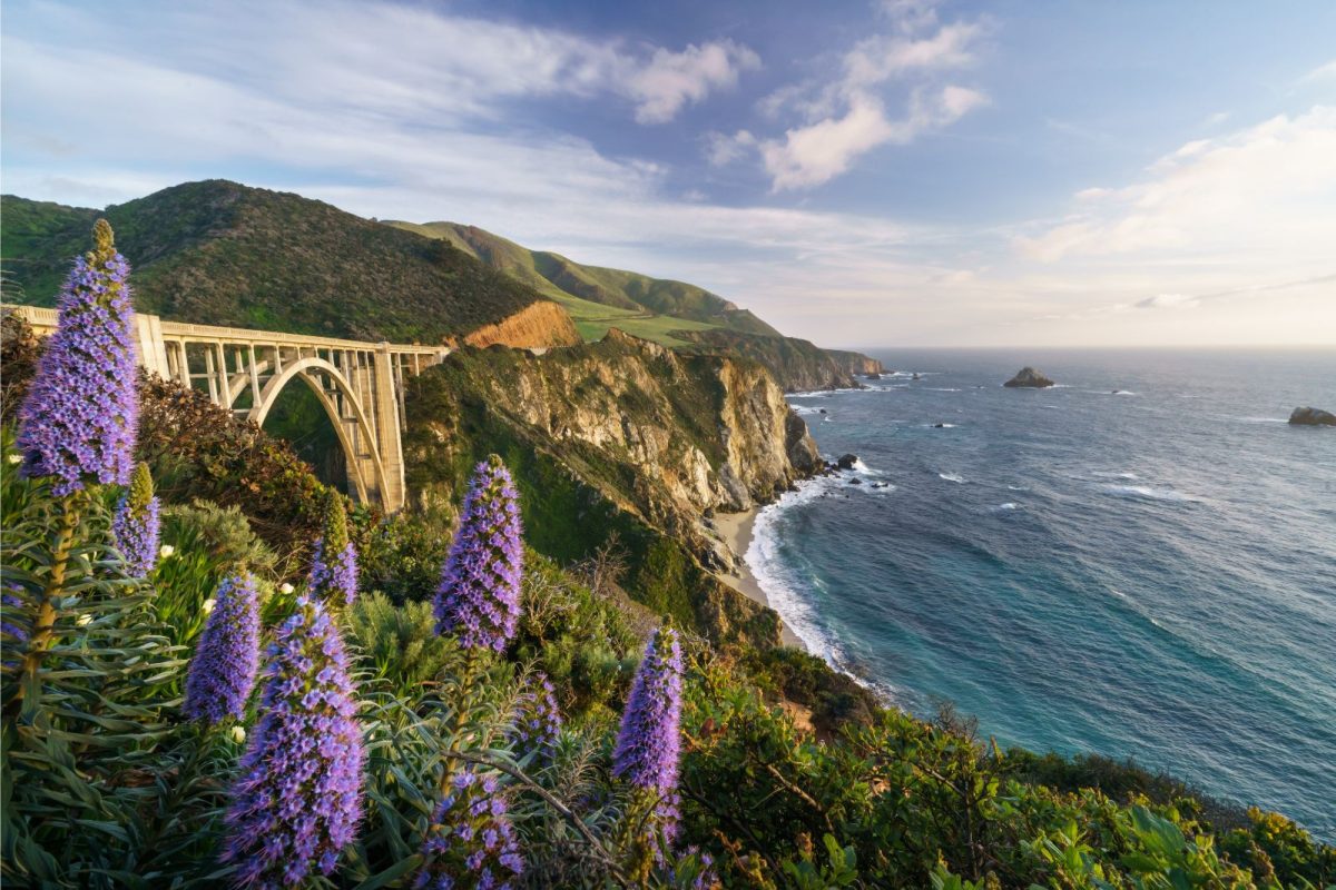 flowers blooming near Bixby Bridge in Big Sur, California, one of the top states among spring break camping destinations