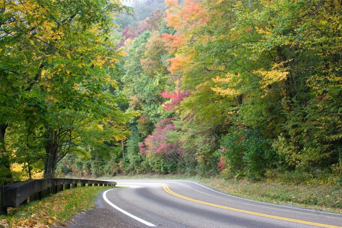 trees with fall leaves on Newfound Gap Road in Great Smoky Mountains National Park