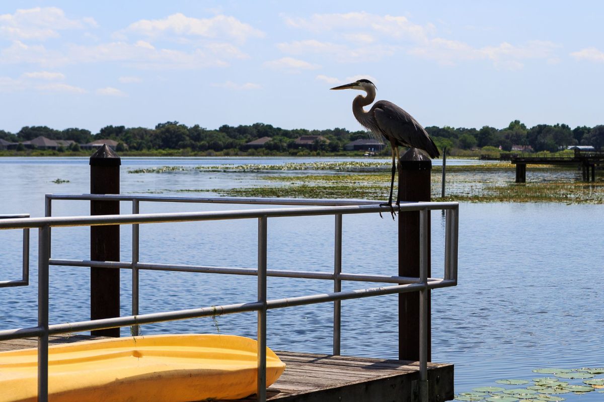 heron sits atop rail on lake in Oxford, Florida city among top spring break camping destinations