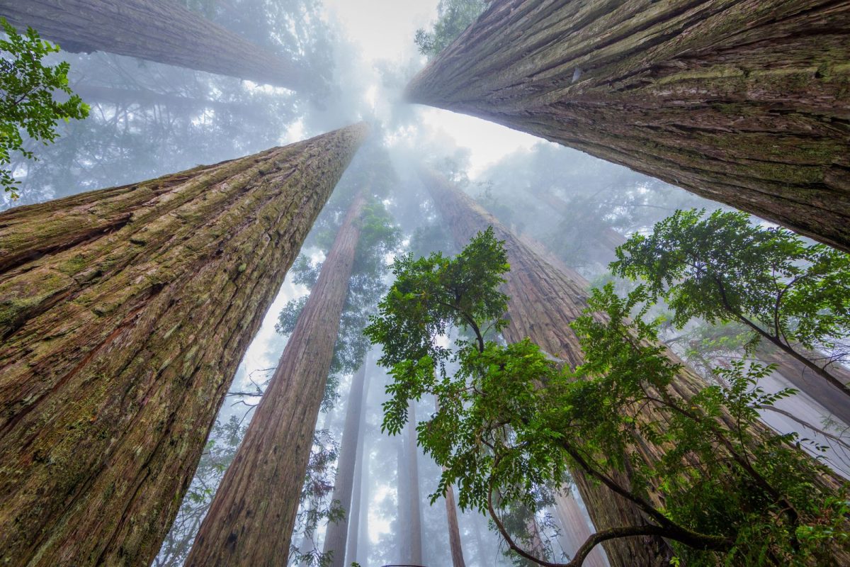 looking up at the sequoias in Redwood National and State Parks, one of most popular national parks