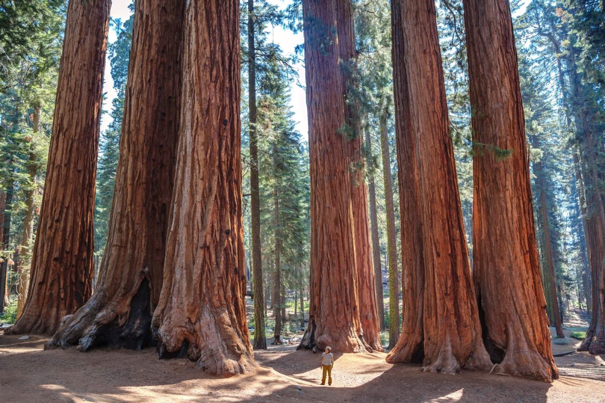 person standing at foot of sequoia trees at trending national park Sequoia National Park